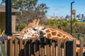 African giraffe in Taronga Zoo with eating carrot