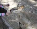 SYDNEY, AUSTRALIA - Sept 15, 2015 - Feeding kangaroo at Featherdale, Australia.