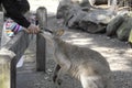 SYDNEY, AUSTRALIA - Sept 15, 2015 - Feeding kangaroo at Featherdale, Australia.