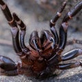 Sydney Funnel Web Spider