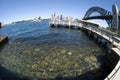 Sydney Harbour Bridge fisheye