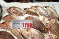 Sydney. New South Wales. Australia. The Fish Market. Fresh snapper