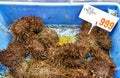 Sydney. New South Wales. Australia. The Fish Market. Live sea urchin