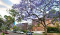 SYDNEY - NOVEMBER 6, 2015: A suburban street is transformed by Jacaranda trees in full bloom. Sydney attracts 20 million tourists