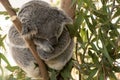 Sydney, NSW/Australia: Koala Sleeping on its Eucalyptus tree