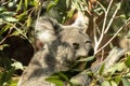 Sydney, NSW/Australia: Koala Sleeping on its Eucalyptus tree