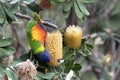 Sydney, NSW/Australia: Swift parrot eating on a tree