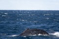 Sydney, NSW/Australia: Whales Watching in the Australian Ocean