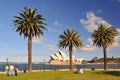 Sydney Opera House, Dawes point park with palm trees as foreground, Sydney Australia.