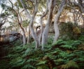 White eucalyptus tree trunks back lit with warm light in green fern ground cover in colour Sydney NSW Australia Royalty Free Stock Photo