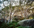 White eucalyptus tree trunks back lit with warm light in green fern ground cover in colour Sydney NSW Australia Royalty Free Stock Photo