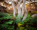 White eucalyptus tree trunks back lit with warm light in green fern ground cover in colour Sydney NSW Australia Royalty Free Stock Photo