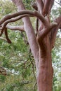 Sydney Red Gum Royalty Free Stock Photo