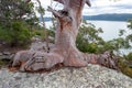 Sydney Red Gum Royalty Free Stock Photo