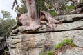 Sydney Red Gum Royalty Free Stock Photo