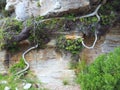 Exposed Tree Root on Sandstone Cliff