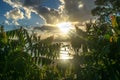 Sydney in the Sunset