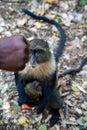 Syke Monkey (also known as a Blue Monkey) waits for food to be handed to him, defocused fist