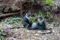 Syke monkey family sits and watches in Nairobi City Park