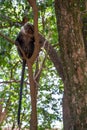 Syke Monkey sits in the tree in Nairobi Kenya Africa