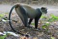 Sykes Monkey Royalty Free Stock Photo