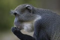 Sykes Monkey Royalty Free Stock Photo