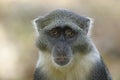 Sykes Monkey Royalty Free Stock Photo