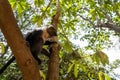 Sykes monkey (also known as a blue money) in Nairobi City Park