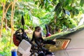 Sykes` monkey Cercopithecus albogularis, also known as the white-throated monkey or Samango monkey sitting on motorcycle Royalty Free Stock Photo
