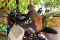 Sykes\' monkey (Cercopithecus albogularis) sitting on motorcycle Royalty Free Stock Photo