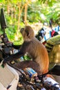 Sykes\' monkey (Cercopithecus albogularis), also known as white-throated monkey or Samango monkey on motorcycle Royalty Free Stock Photo