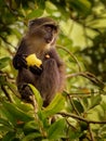 Sykes monkey - Cercopithecus albogularis also known white-throated or Samango or silver or black or blue or diademed monkey, found Royalty Free Stock Photo