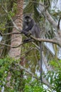 Zanzibar Sykes` monkey Cercopithecus albogularis Royalty Free Stock Photo