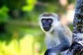 Sykes monkey, Cercopithecus albogularis, sitting on a tree and looking. Is cute. He leans his hand on a branch. It is a Royalty Free Stock Photo