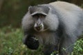 Sykes' monkey (Cercopithecus albogularis) in South Africa