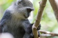 Sykes monkey Holding onto tree branch Royalty Free Stock Photo