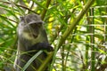 Sykes monkey in Jozani forest, Zanzibar, Tanzania Royalty Free Stock Photo