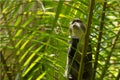 Sykes monkey in Jozani forest, Zanzibar, Tanzania Royalty Free Stock Photo