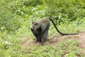 Sykes' Monkey Standing On Rock In Forest Royalty Free Stock Photo