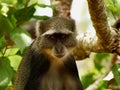 Sykes Monkey Royalty Free Stock Photo