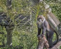 Sykes` monkey, the white-throated monkey or Samango monkey, Cercopithecus albogularis. Exotic monkeys in the Monkey Forest in