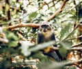 Sykes white-throated Monkey in Zanzibar Royalty Free Stock Photo