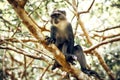 Sykes white-throated Monkey in Zanzibar Royalty Free Stock Photo
