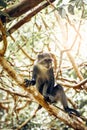 Sykes white-throated Monkey in Zanzibar Royalty Free Stock Photo