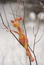 Amigurumi toy. Resting giraffe Royalty Free Stock Photo