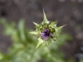 Sylibum marianum thistle plant flower close up Royalty Free Stock Photo
