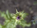 Sylibum marianum thistle plant flower close up Royalty Free Stock Photo