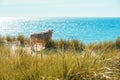 Sylt island summer scenery with sheep on the marram grass dunes Royalty Free Stock Photo