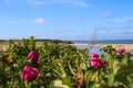 Sylt - The most beautiful island of Germany Royalty Free Stock Photo