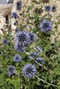Sylverstone thistle in bloom in a flowerbed Royalty Free Stock Photo